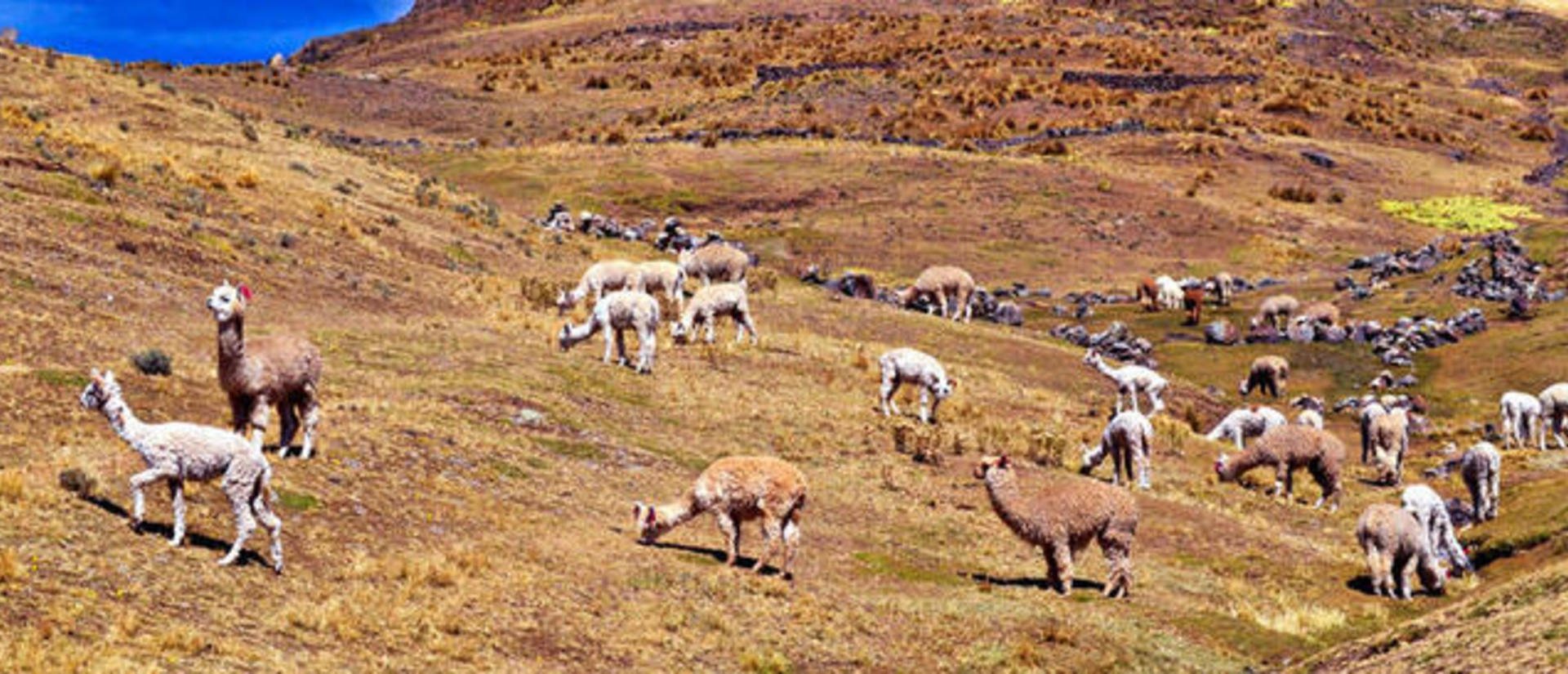 alpacas